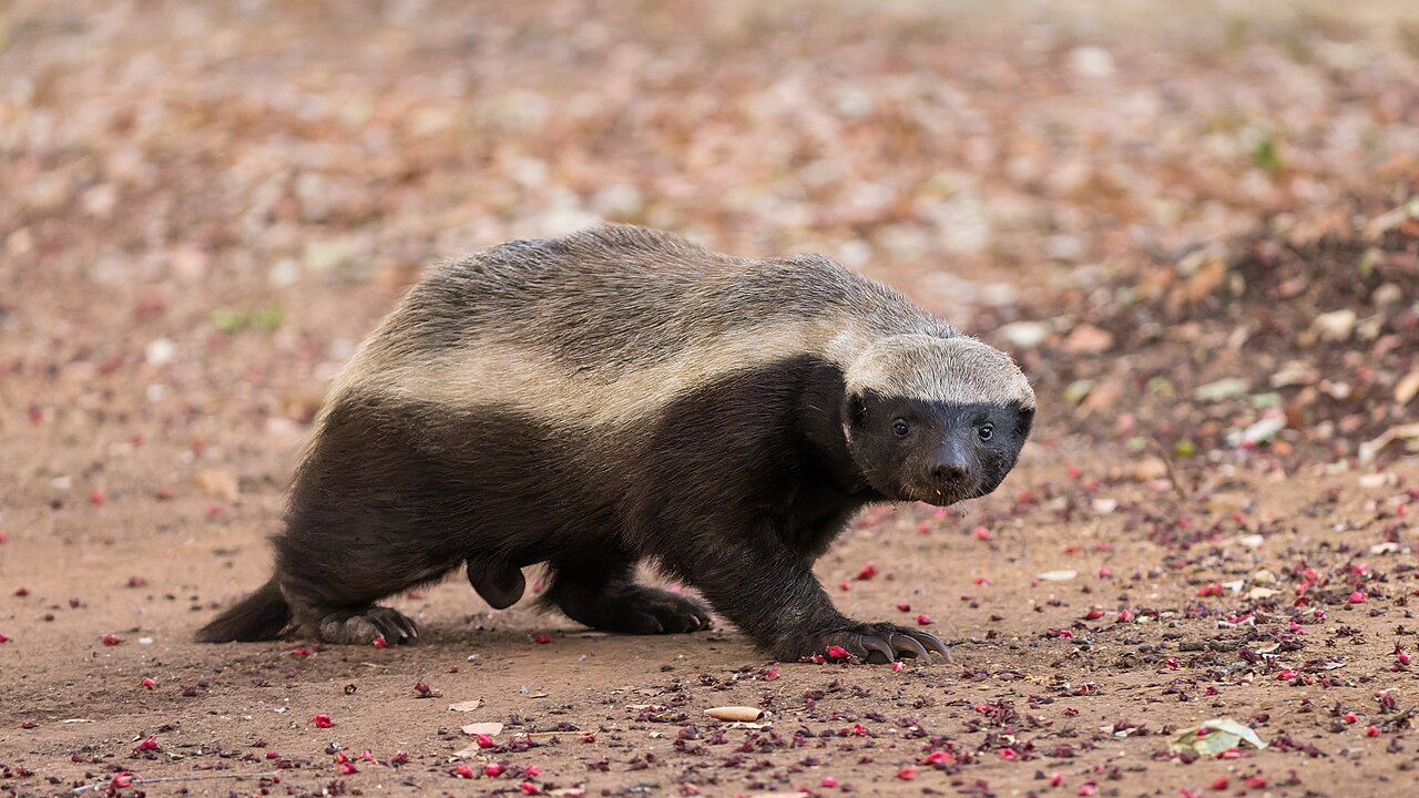 Honey badger walking directly toward camera at Kruger National Park, South Africa