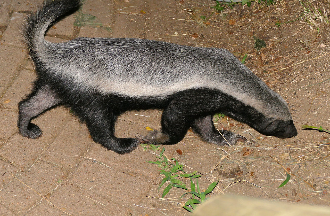 Honey badger walking through the bush at Tamboti Camp, Kruger National Park
