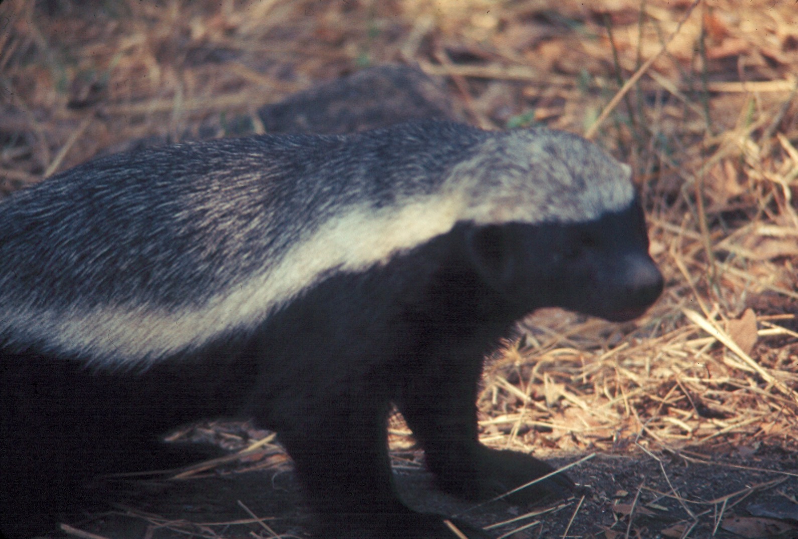 Honey badger standing upright on grass